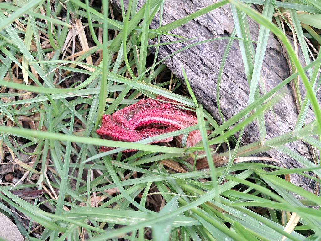 Clathrus archeri · June 2025 · photo: © germansarmientocruz (iNaturalist, cc-by)