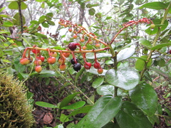 Cavendishia laurifolia