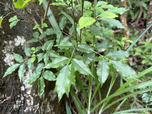 Fraxinus insularis iNat (3)