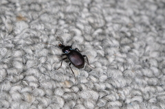 Sphaeroderus