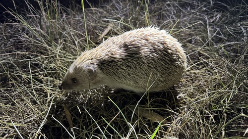 Amur Hedgehog