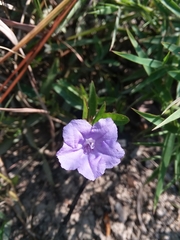 Ruellia pinetorum