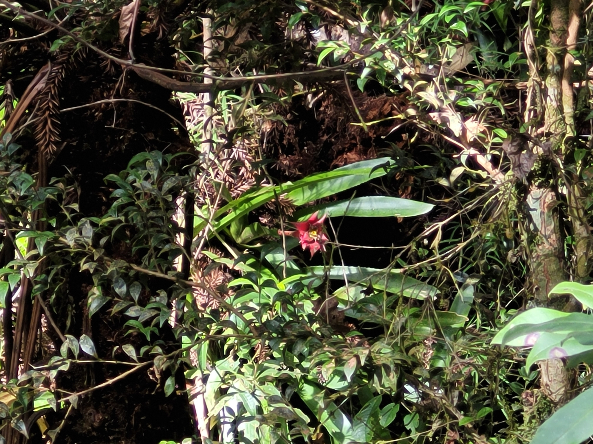 Wittrockia cyathiformis