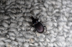Sphaeroderus