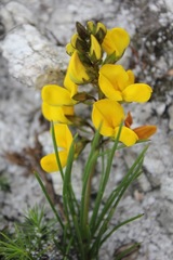 Lebeckia grandiflora