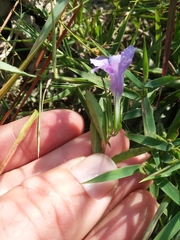 Ruellia pinetorum