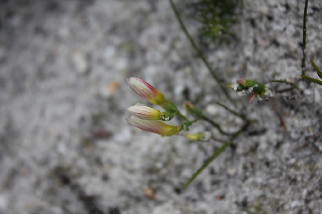Geissorhiza hispidula, City of Cape Town, ZA-WC, ZA