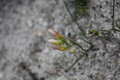 Image of Geissorhiza hispidula by (c) Janine Steytler, some rights reserved (CC BY-SA)