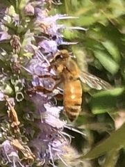 Apis mellifera