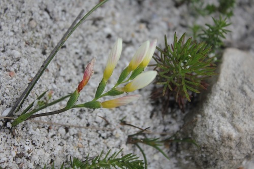 Geissorhiza hispidula