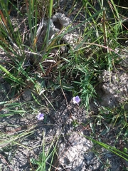 Ruellia pinetorum