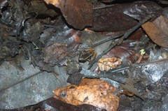 Eleutherodactylus weinlandi