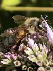 Apis mellifera
