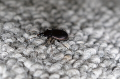 Sphaeroderus