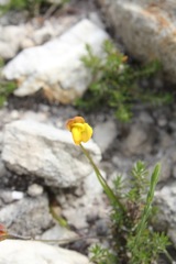 Lebeckia wrightii