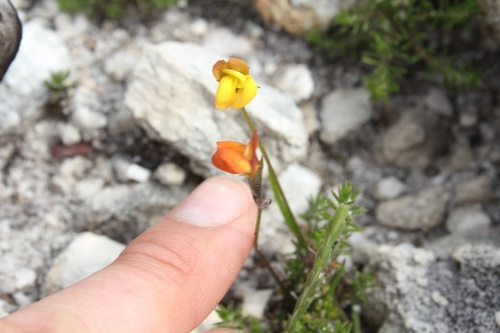Image of Lebeckia wrightii by (c) Janine Steytler, some rights reserved (CC BY-SA)