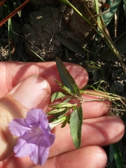 Ruellia pinetorum
