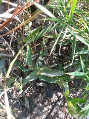 Ruellia pinetorum