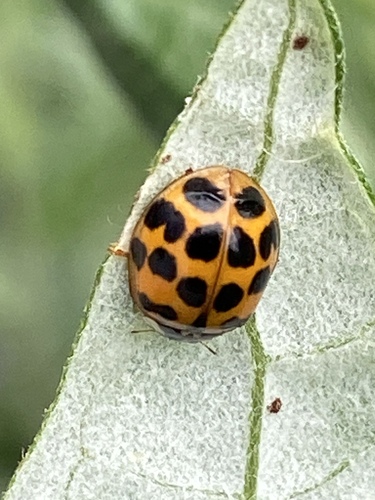iNaturalist observation photo of Asian Lady Beetle
