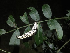 Urocyclidae