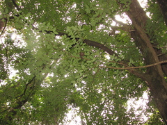 Erythroxylum bequaertii