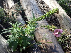 Sidalcea hendersonii