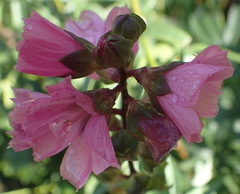 Sidalcea hendersonii
