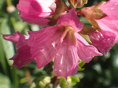 Sidalcea hendersonii