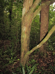 Erythroxylum bequaertii