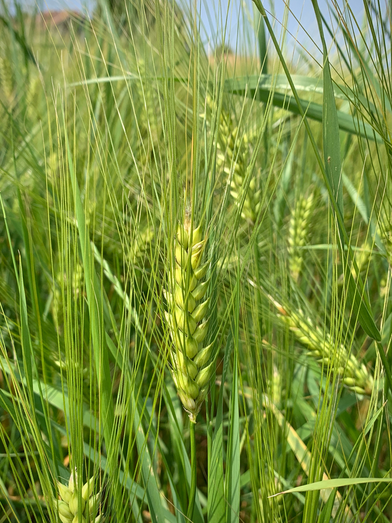 Hordeum vulgare