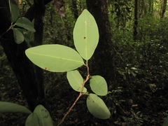 Erythroxylum bequaertii