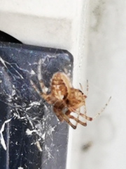 Zygiellinae