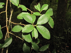 Erythroxylum bequaertii