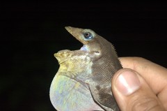 Anolis baleatus