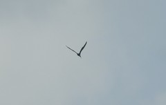 Plegadis falcinellus