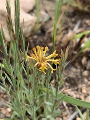 Lasiosiphon microcephalus