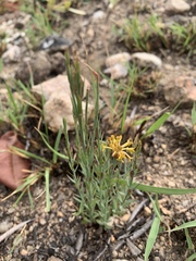 Lasiosiphon microcephalus