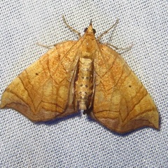 Eulithis gracilineata