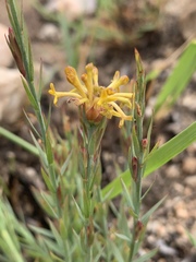 Lasiosiphon microcephalus