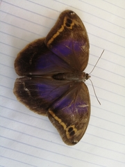 Eryphanis aesacus