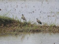 Vanellus indicus