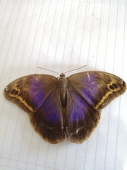 Eryphanis aesacus