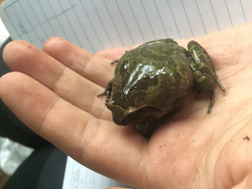 Madagascar Digging Frog