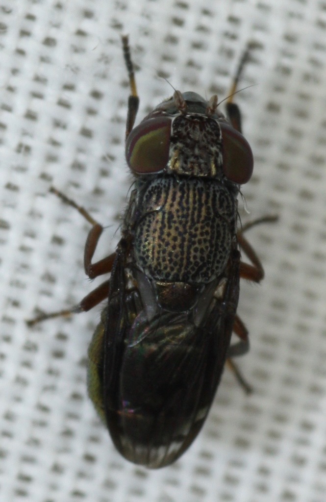 Notogramma purpuratum