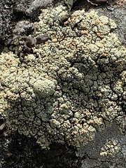 Rhizoplaca opiniconensis