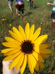 Helianthus heterophyllus