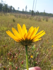 Helianthus heterophyllus