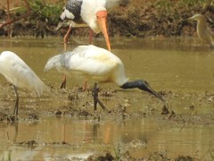 Threskiornis melanocephalus