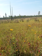 Helianthus heterophyllus