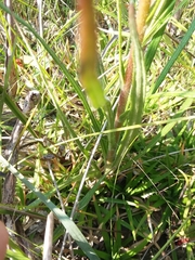 Helianthus heterophyllus